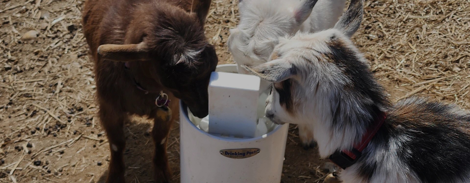 animals drinking on a post